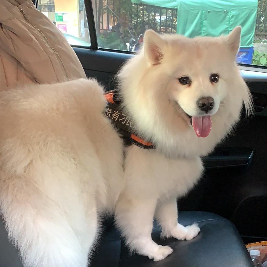 小白是只耶
