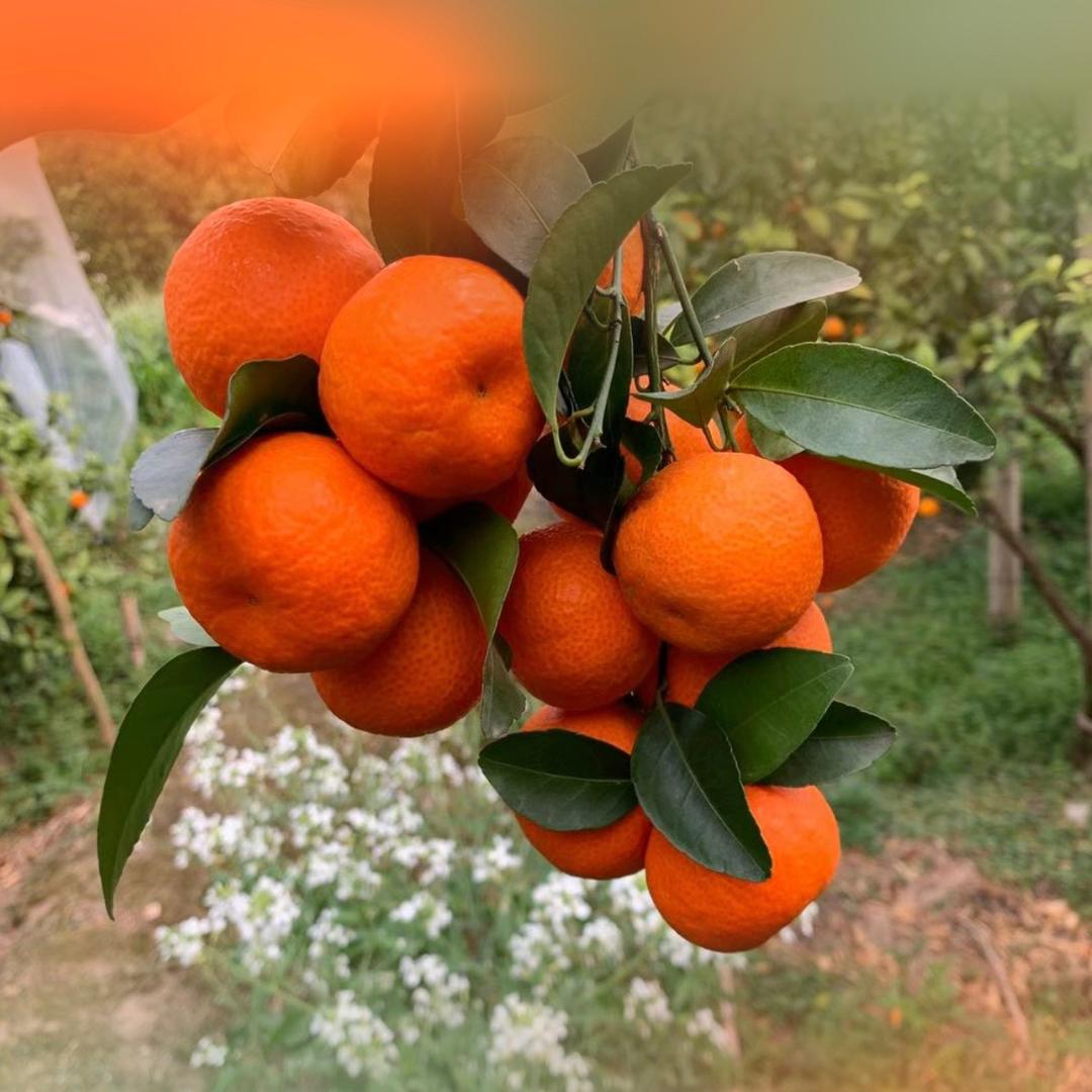 抖橘长果树