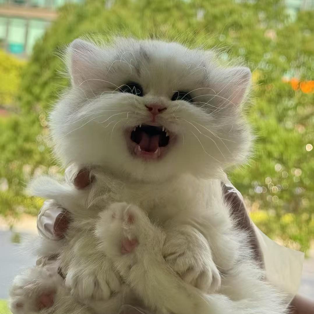 喵小叶猫舍
