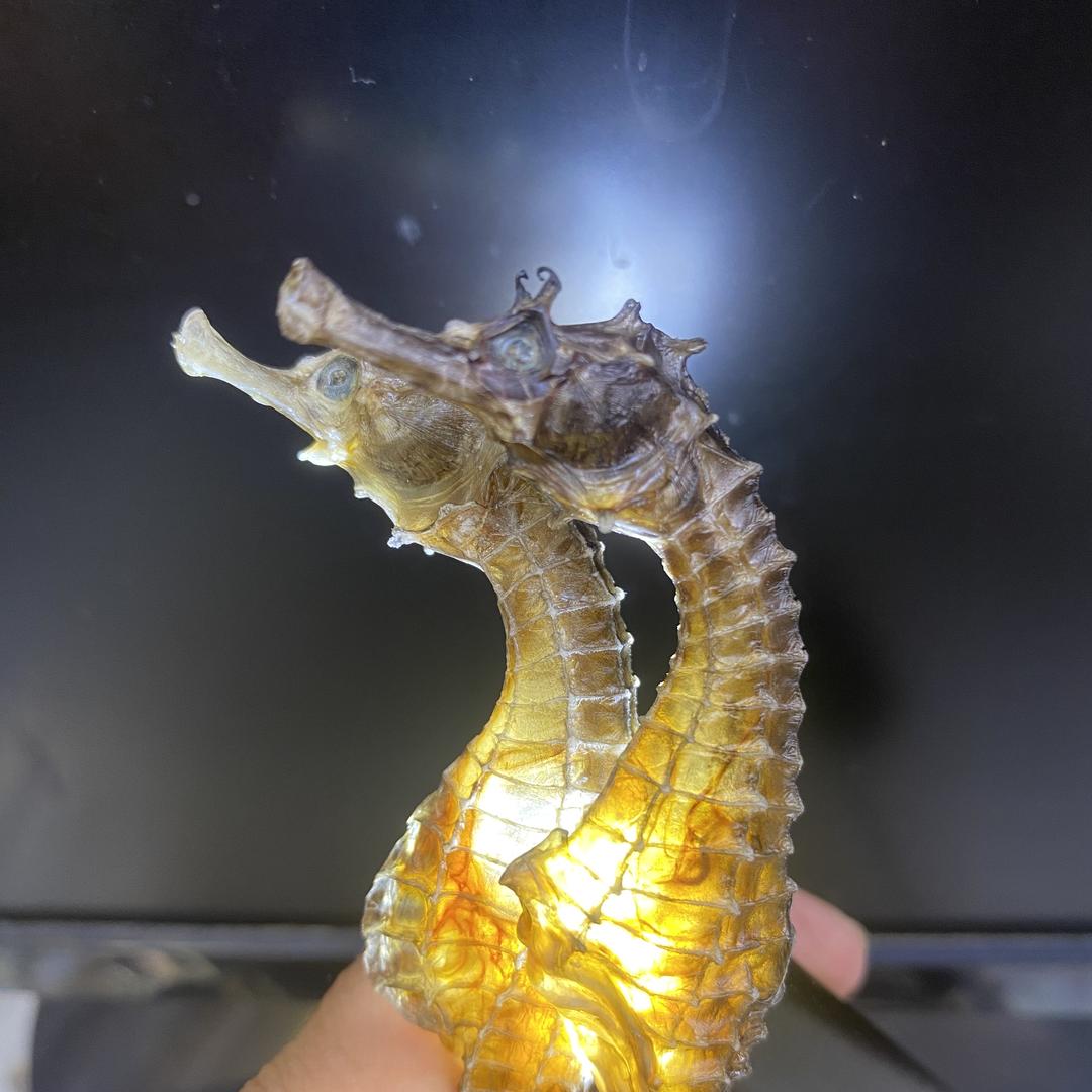 箐春七海马批发