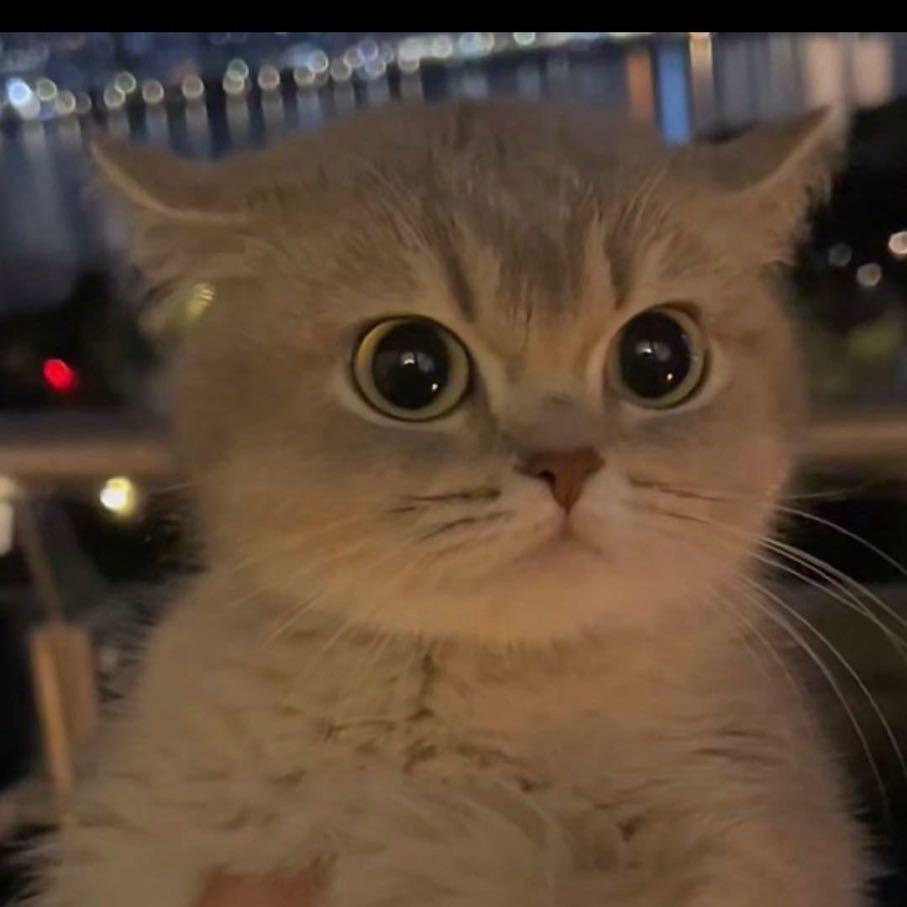 AB的小宝