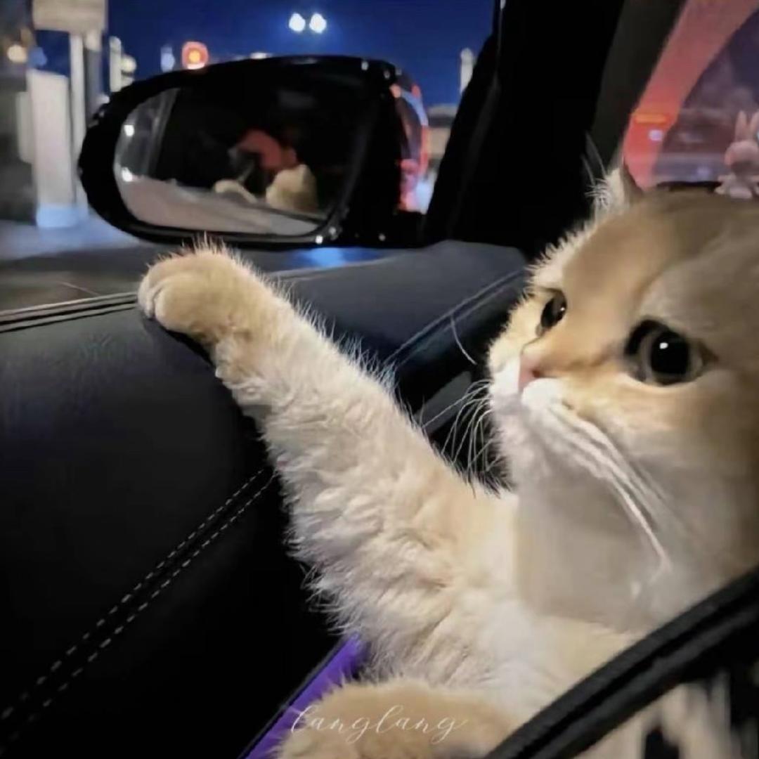 懒猫