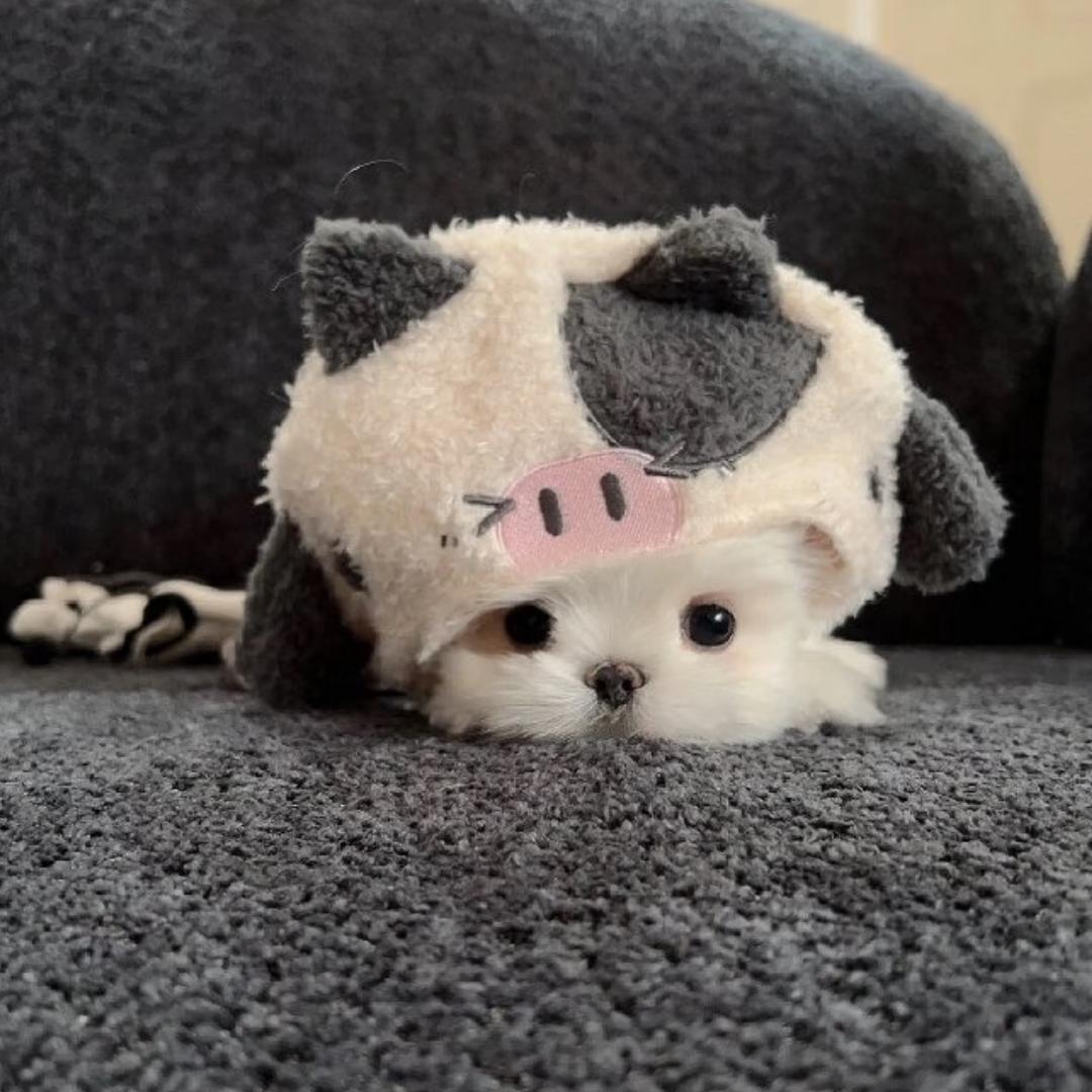 叫什么好呀