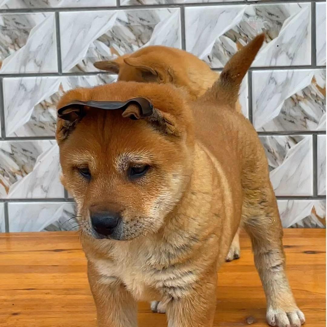 广西山区纯种田园犬土猎