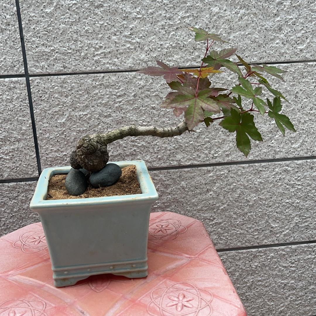 天辉花卉