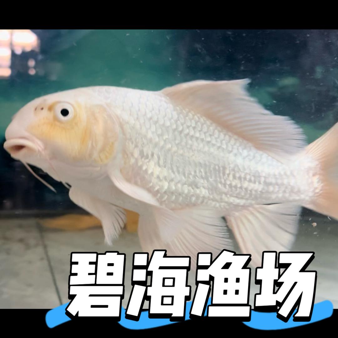 广东碧海渔场