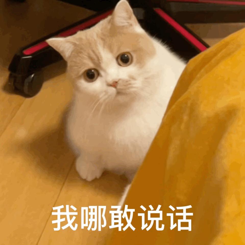 嗷嗷～