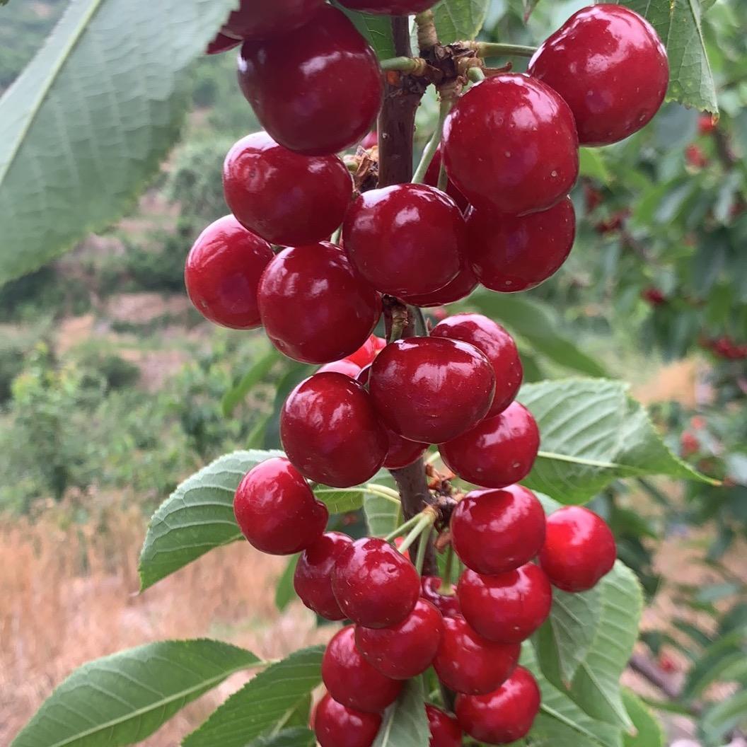 云姐🍎