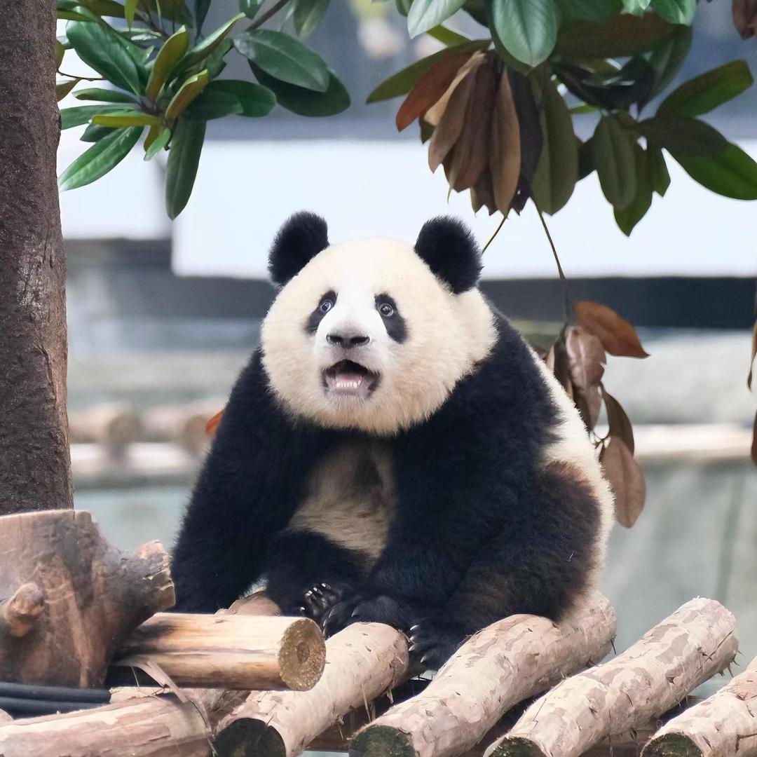 莽小五罐罐🐼
