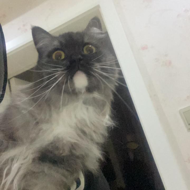 厕所蹲个如来佛