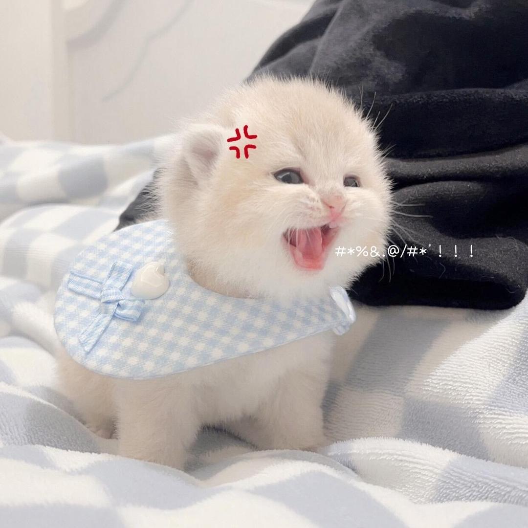 Yabeoye •︡ ‿ •︠ᐝ
