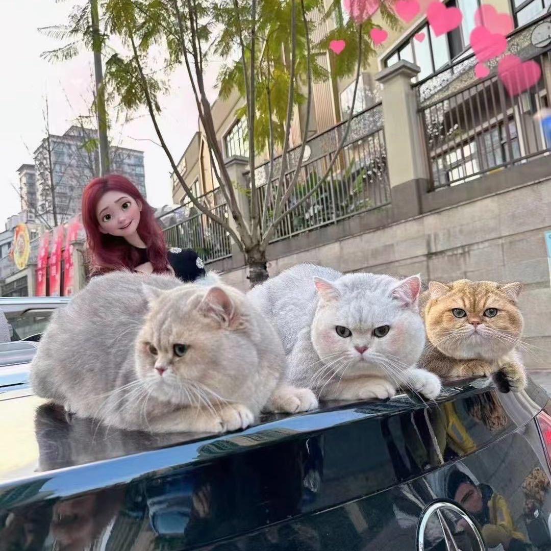 点哥的猫