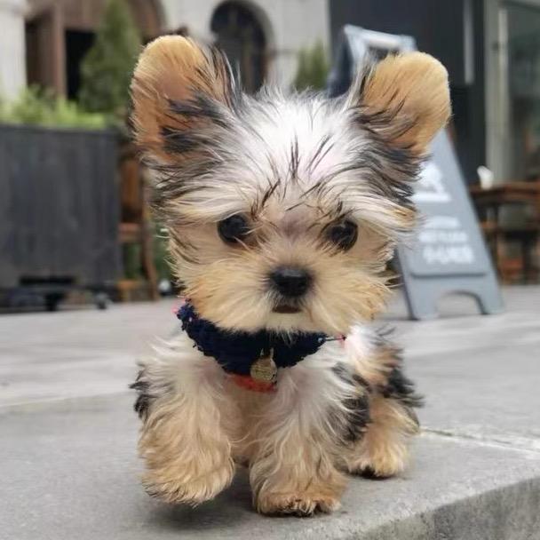 上海杰西卡宠物基地