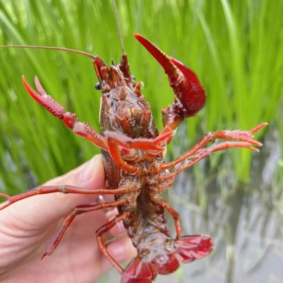 鱼多多海鲜