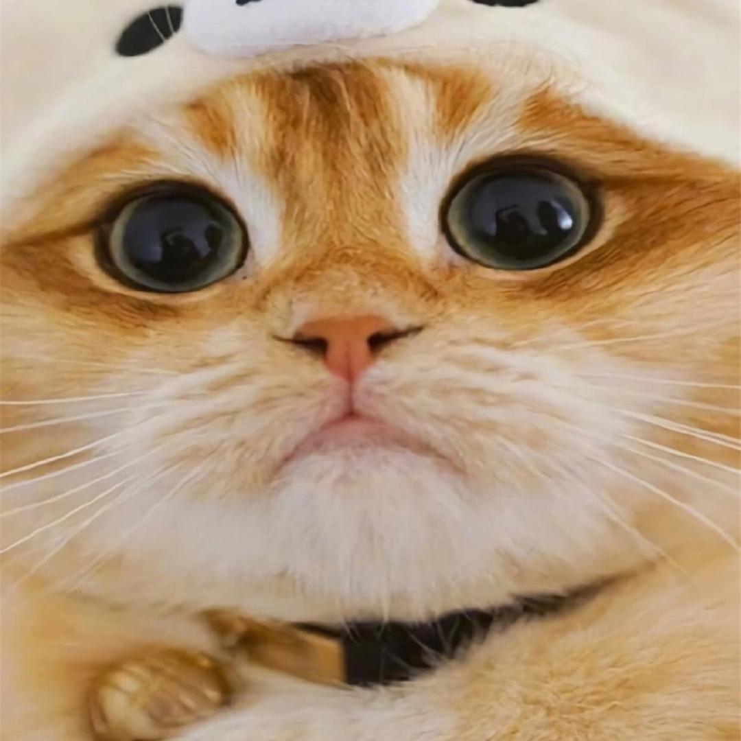 黄茶是只猫