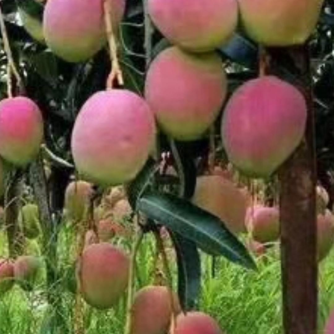 七彩花