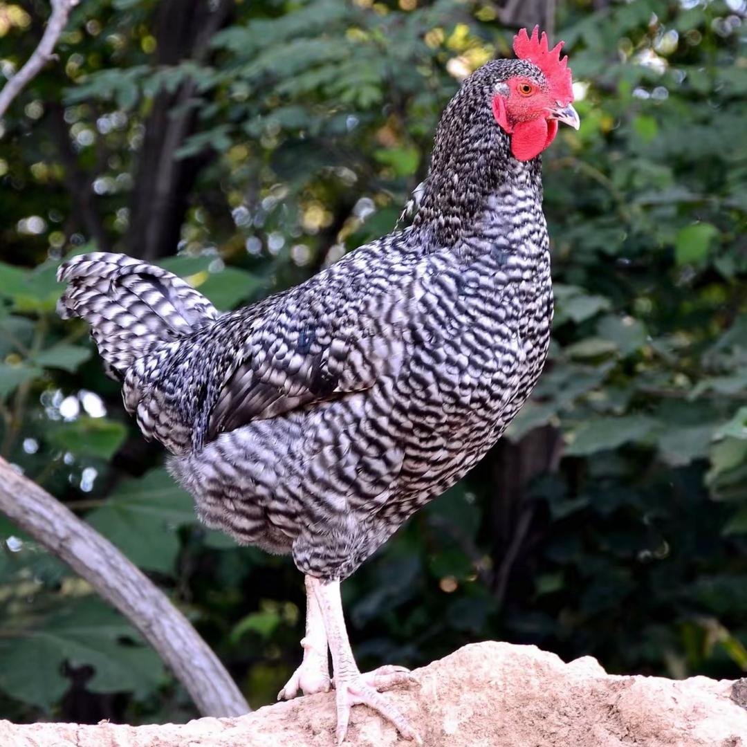 小潘养鸡🐔
