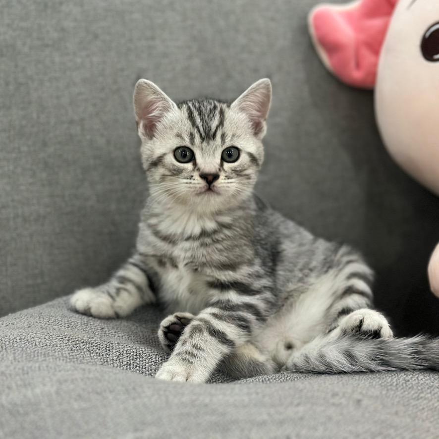 六六的成长日记