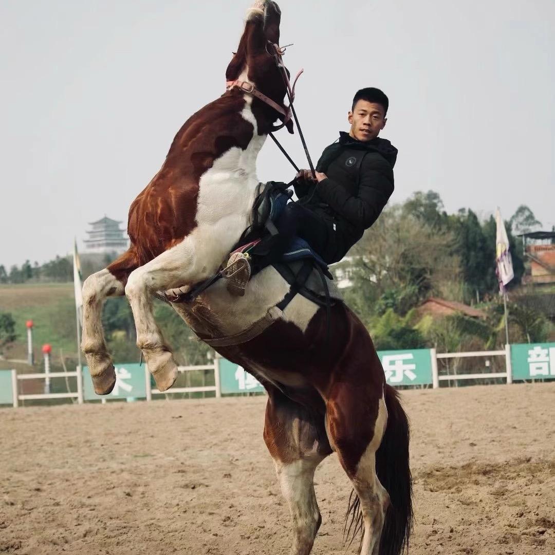马术特技小伟