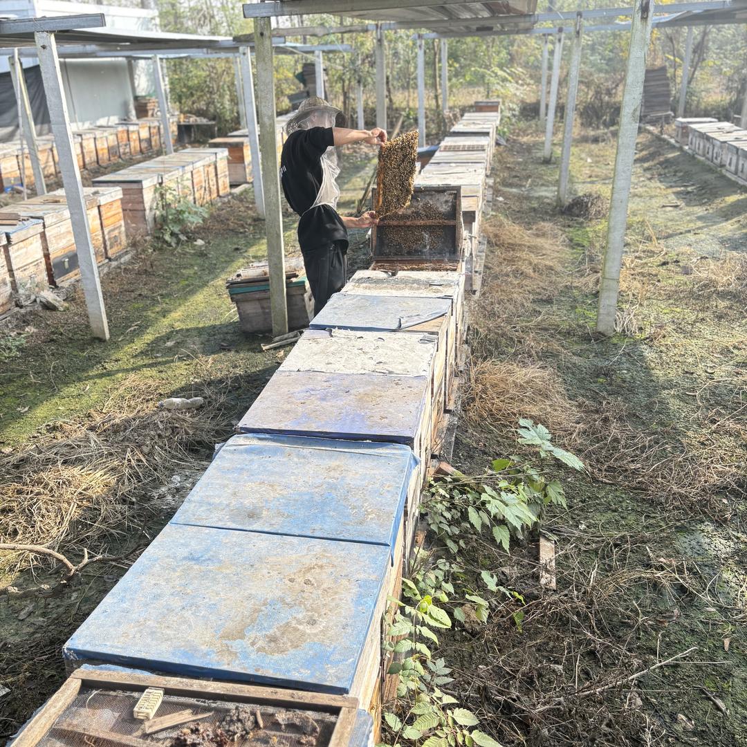 亚囡蜜蜂养殖蜂产品