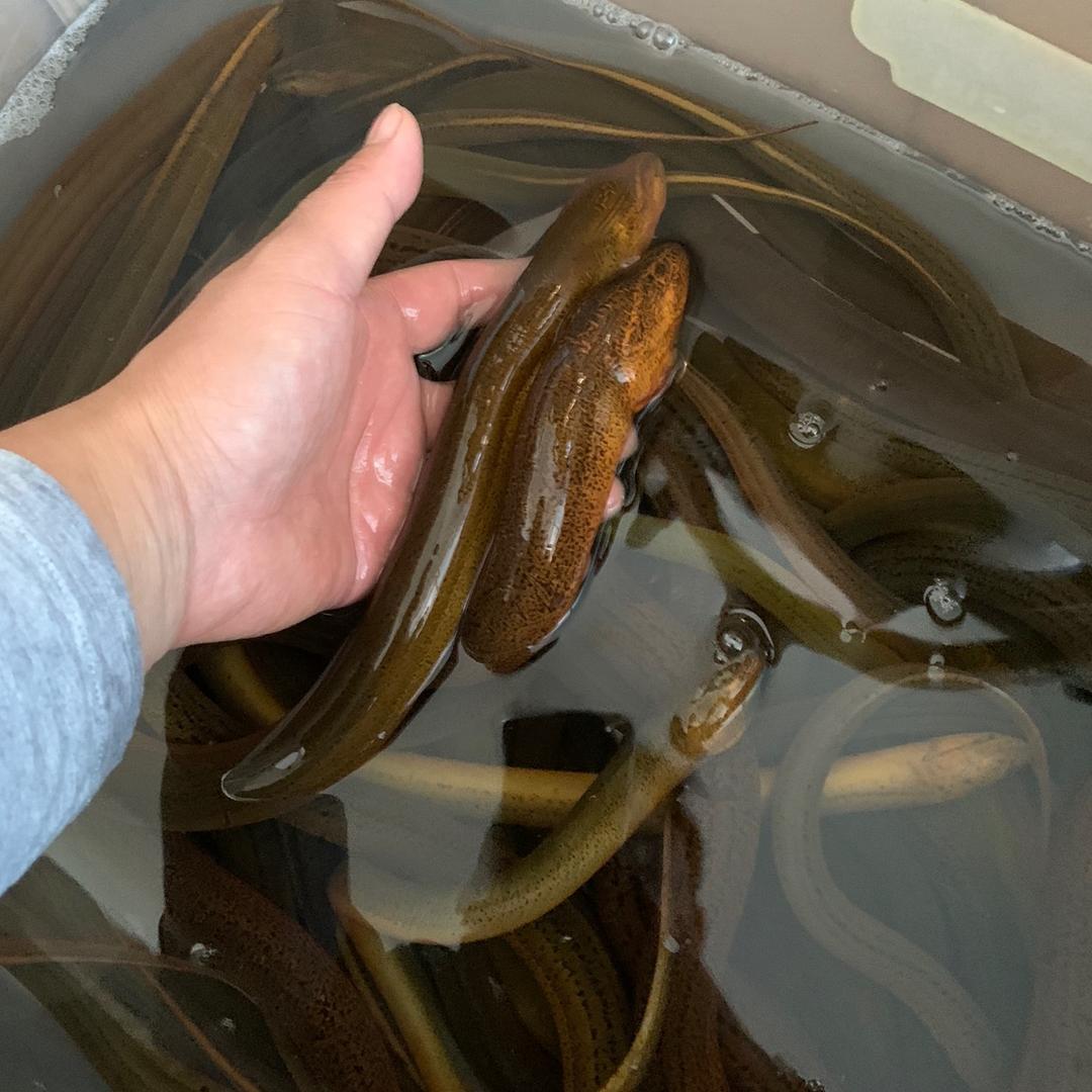 户外火枪手（大熊）