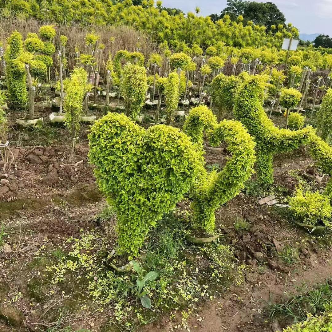 方昌华花卉绿植优品小铺