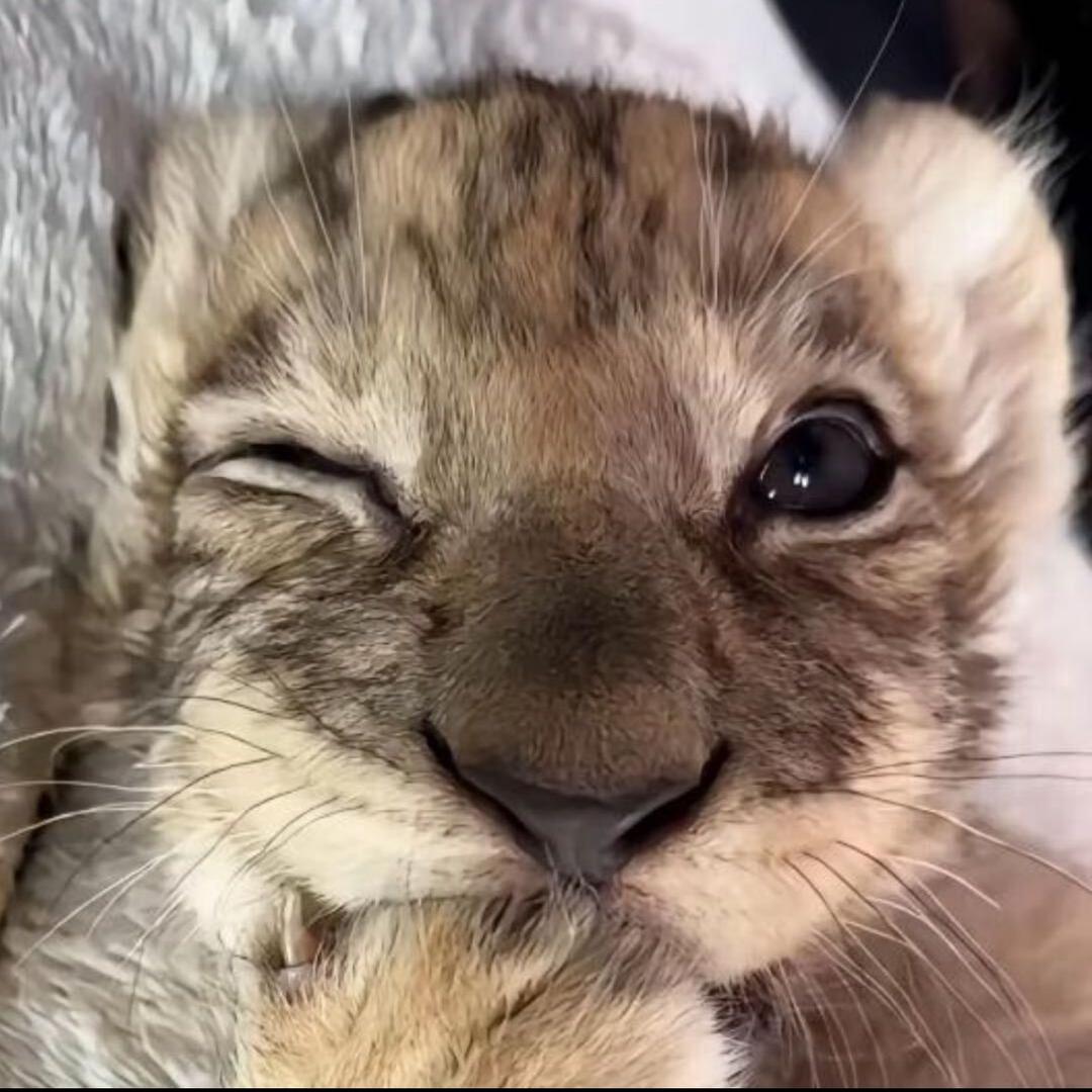 便秘豹猫.