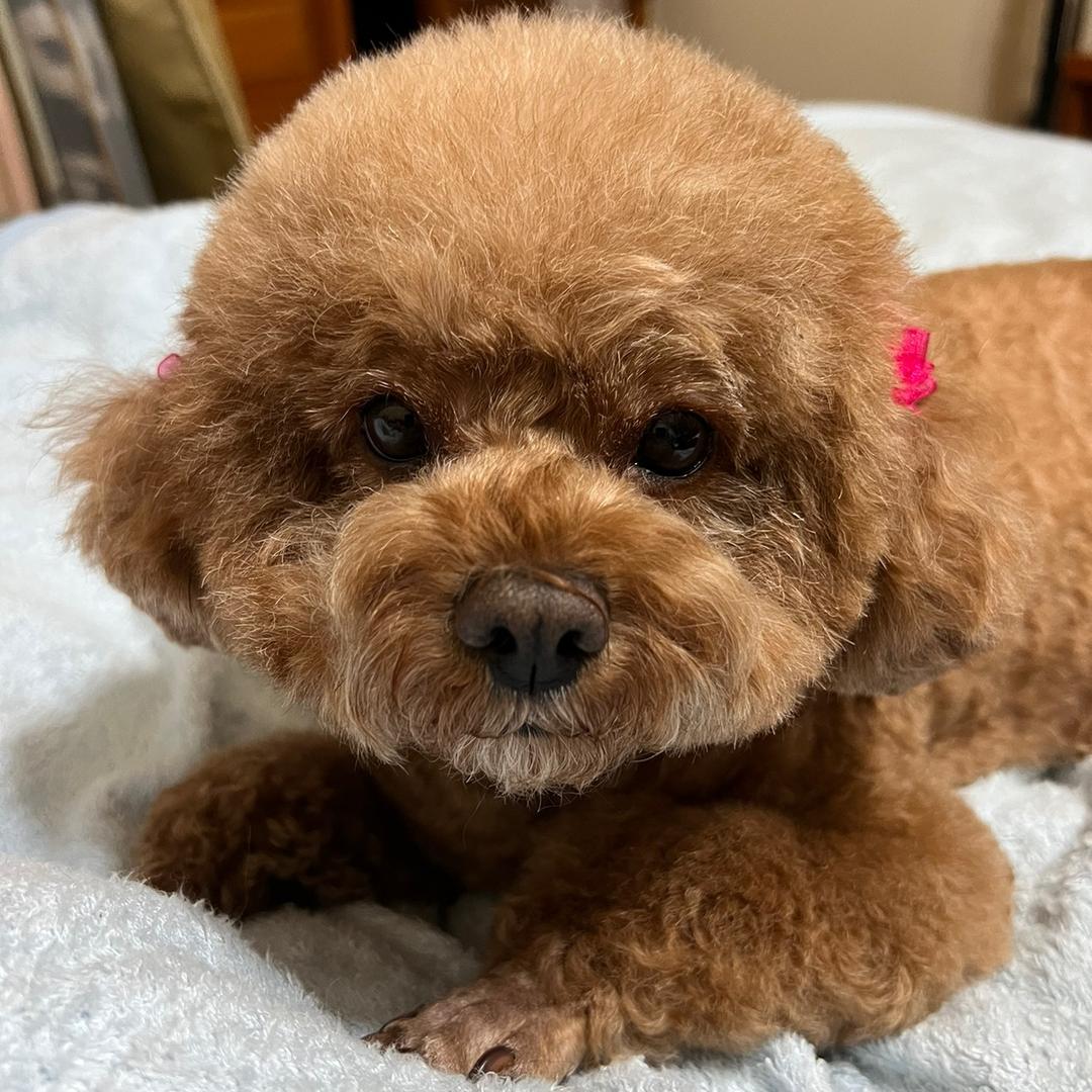 梧桐雨🐼Panda🐼