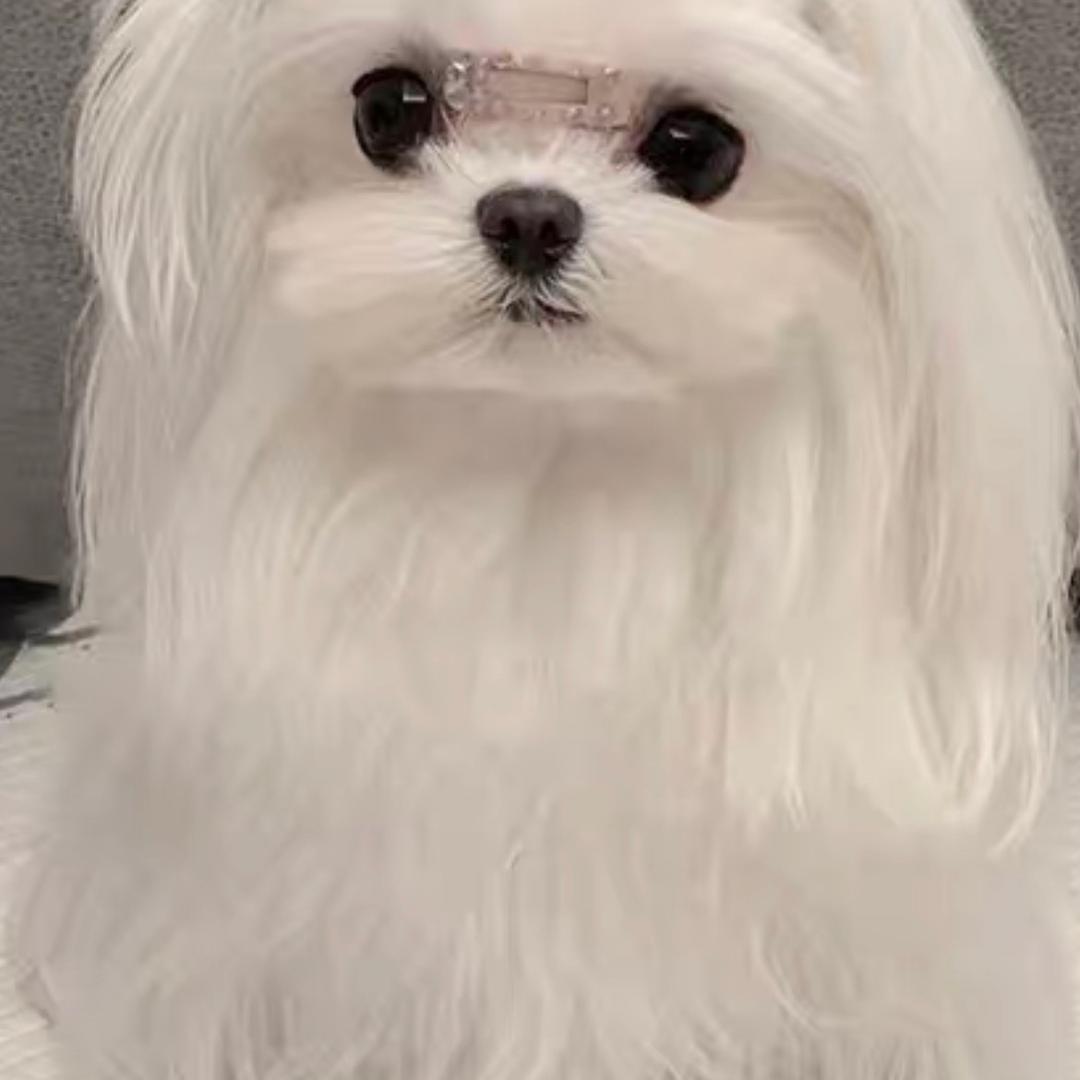 胆小的米花