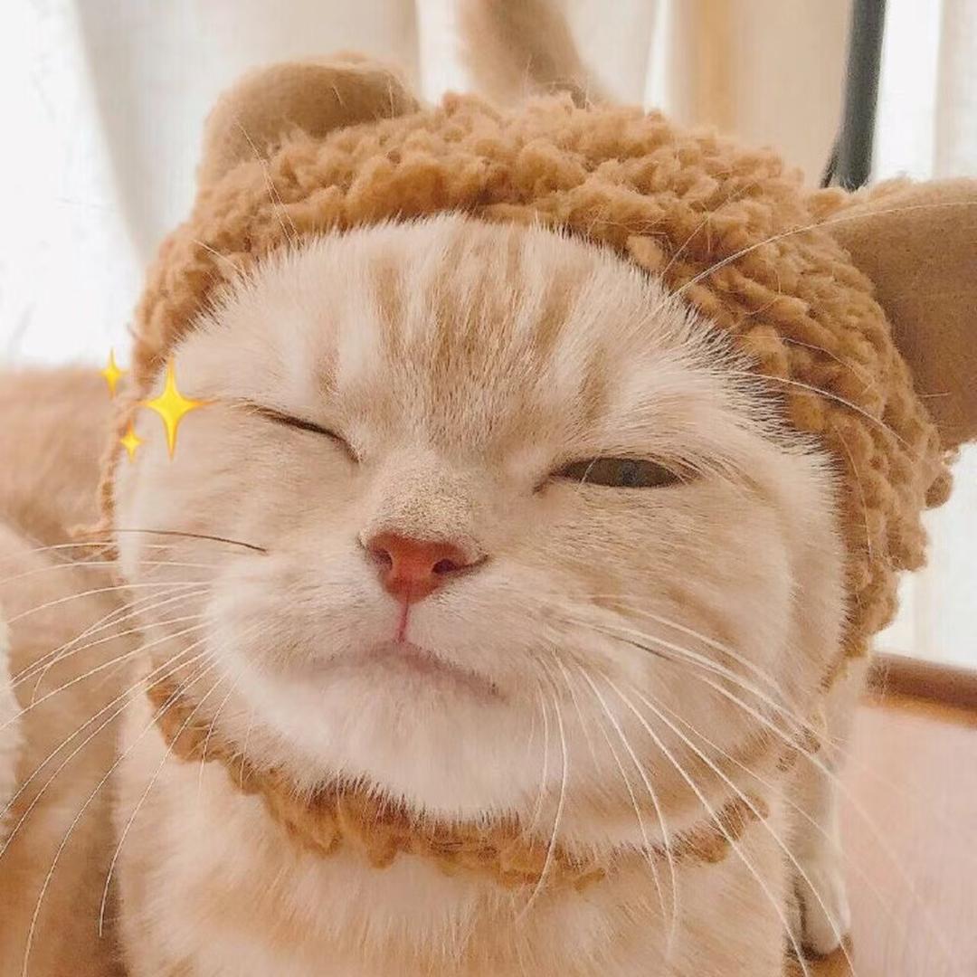 如果小猫是一种天赋