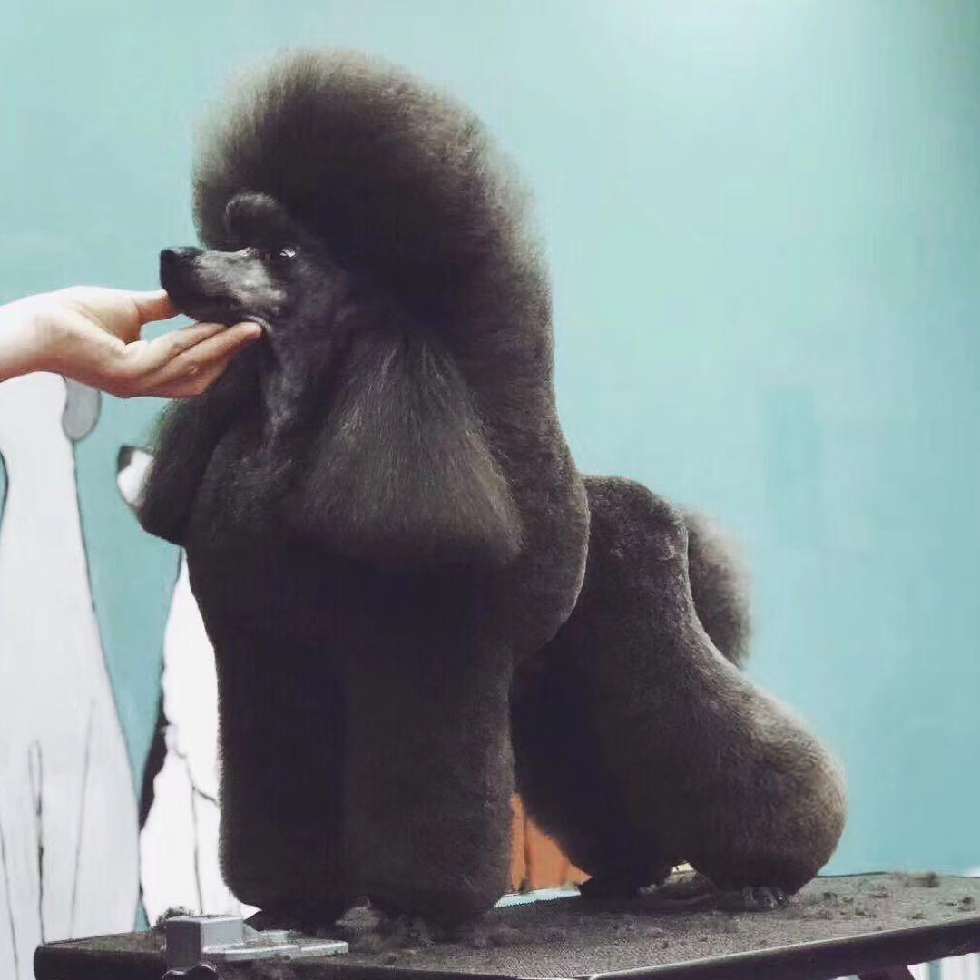 宠物美容师万璟儿（Ꮤ）