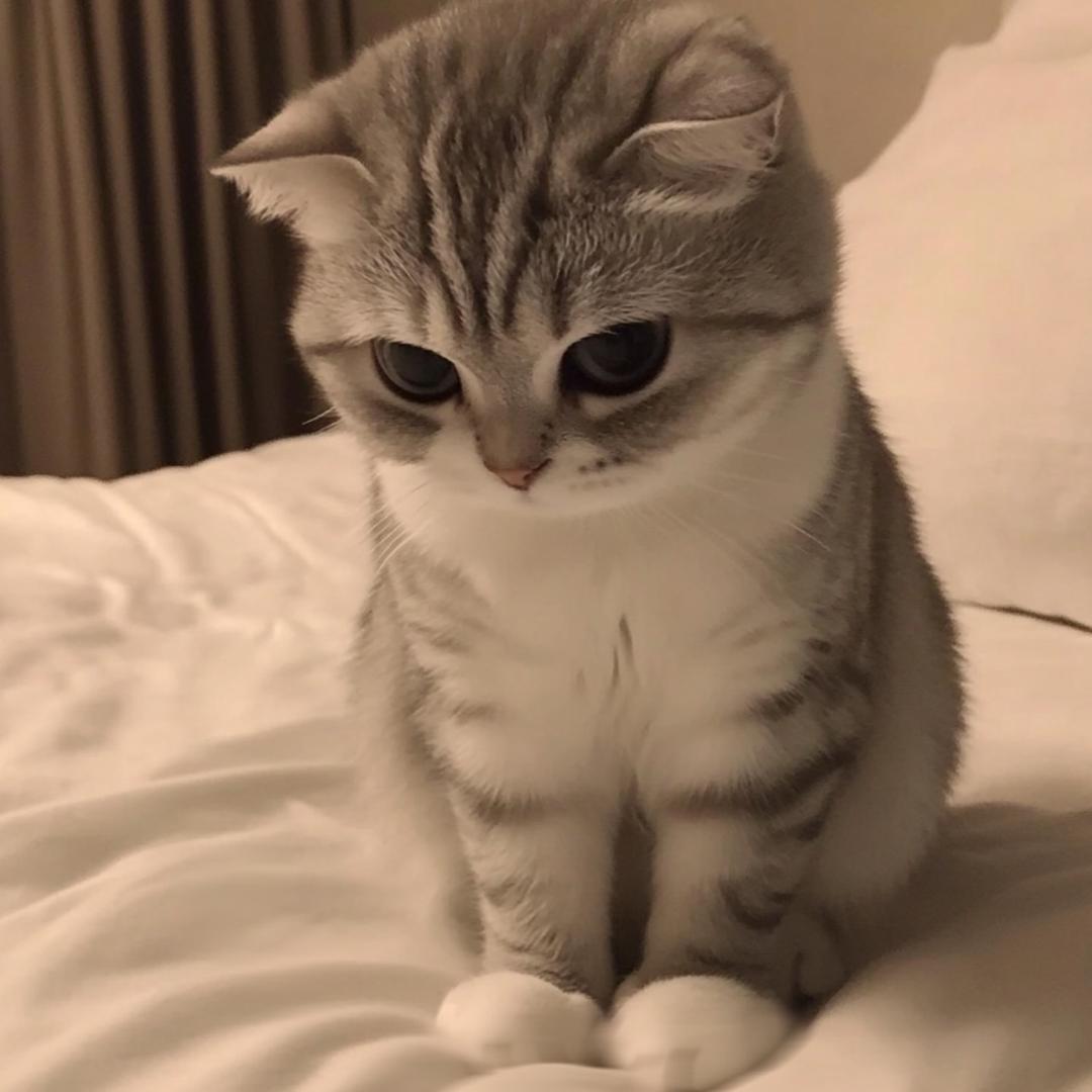 猫猫