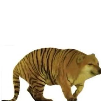 AAA养鸡专业户聪哥