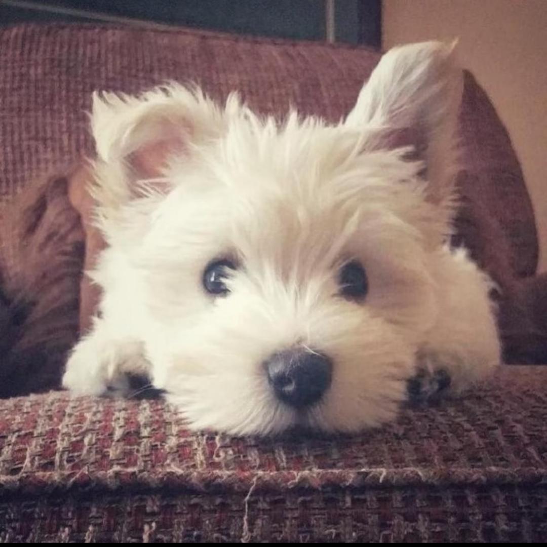 Ⱨ₳₦ ƶ€✰*.◦