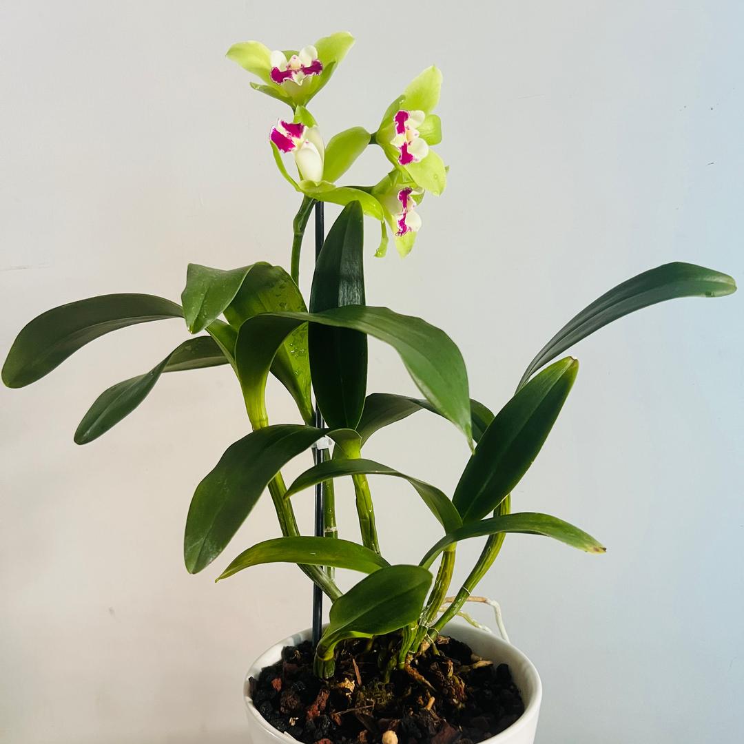 天天爱种植（橱窗有好物）