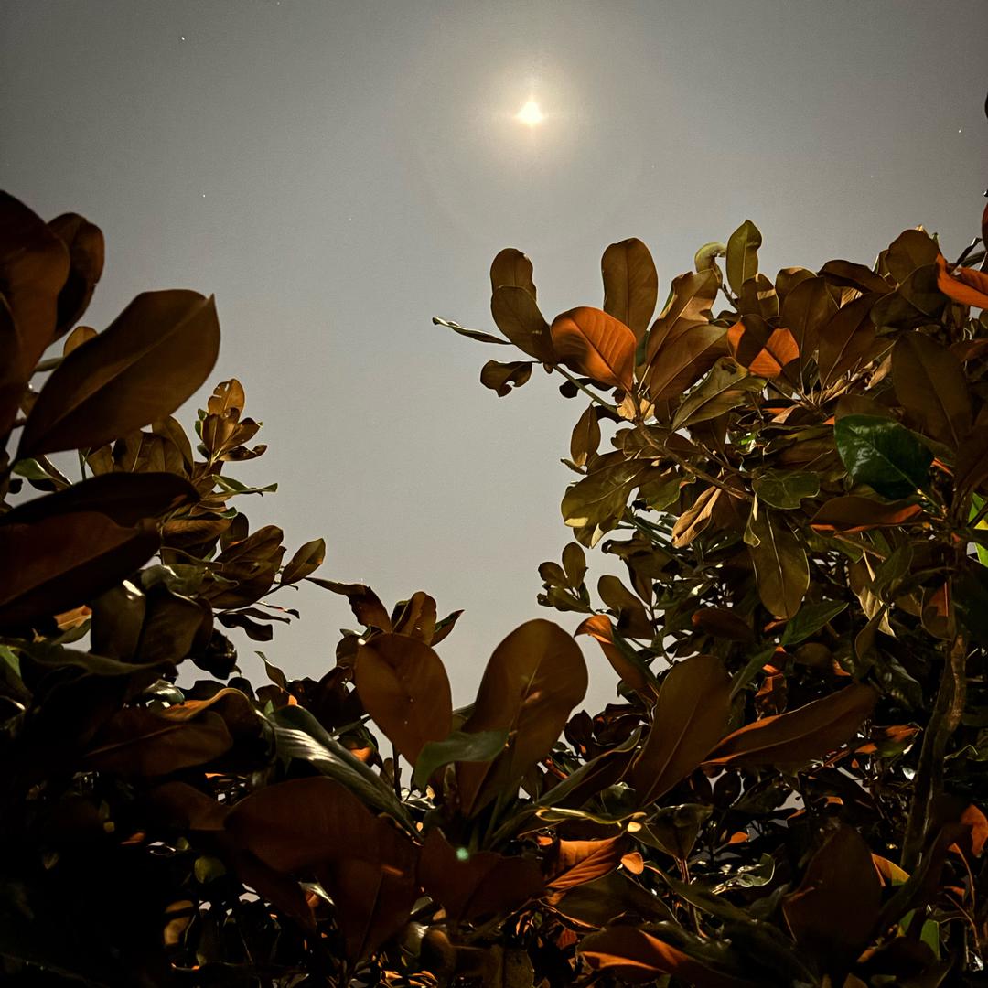 💞⃟ℒ浅岁清欢꧔ꦿ᭄