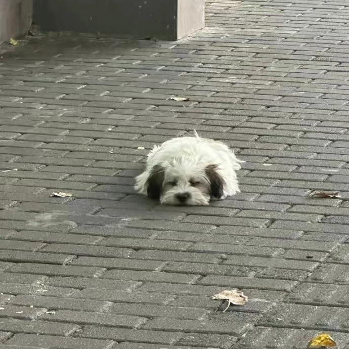 可乐的游戏日常