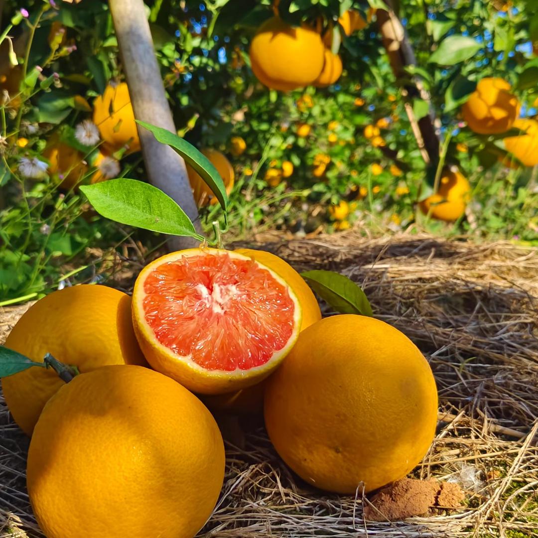 峰鸟赣南脐橙店