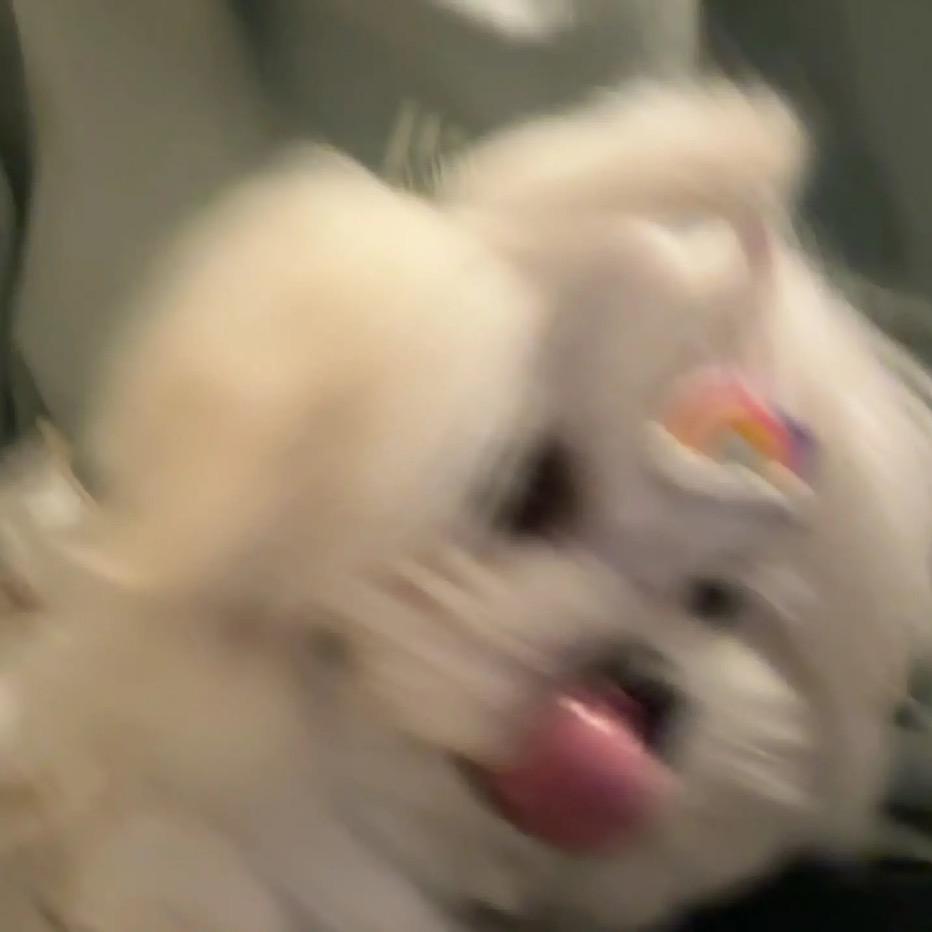 绵绵猫🦋