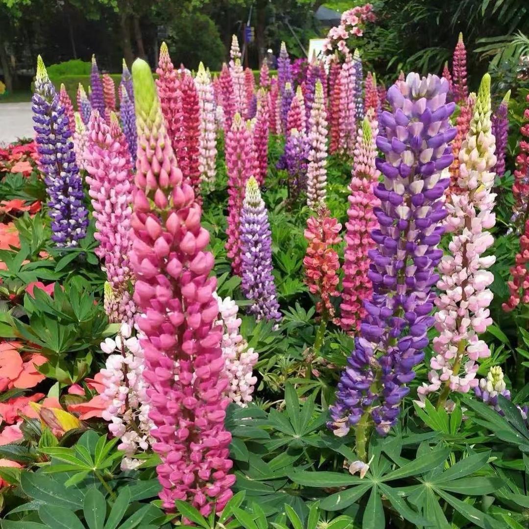 嘉胜园艺技术严选铺子