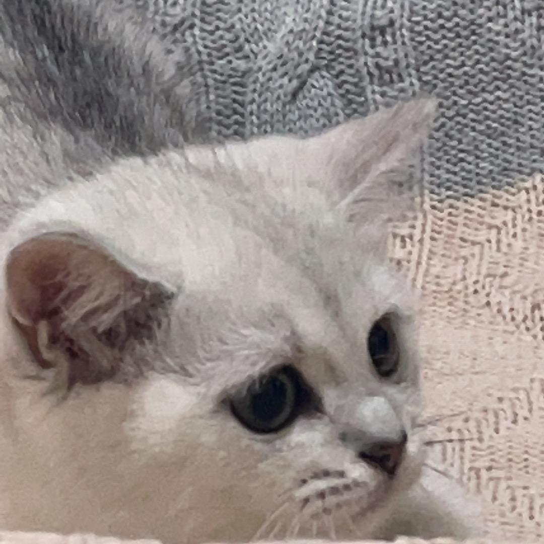 泓茂编织头像