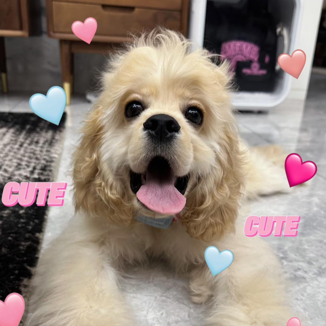 Corki不是小曲奇🍪