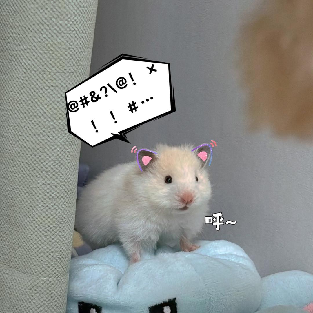 宠爱有家宠物坊