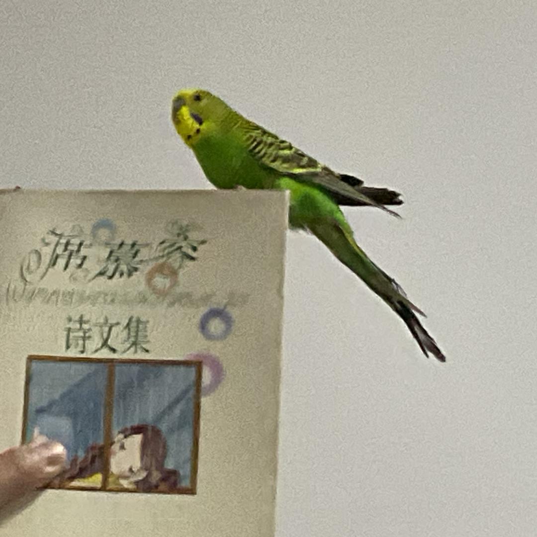 破狼