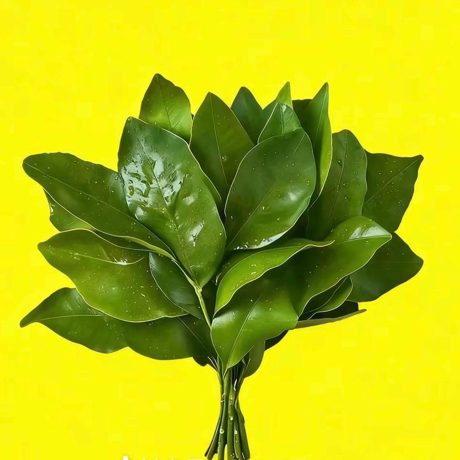 吃点香菜.