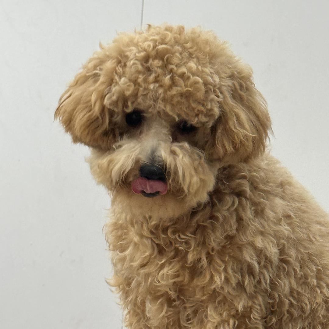 心际原创设计女装