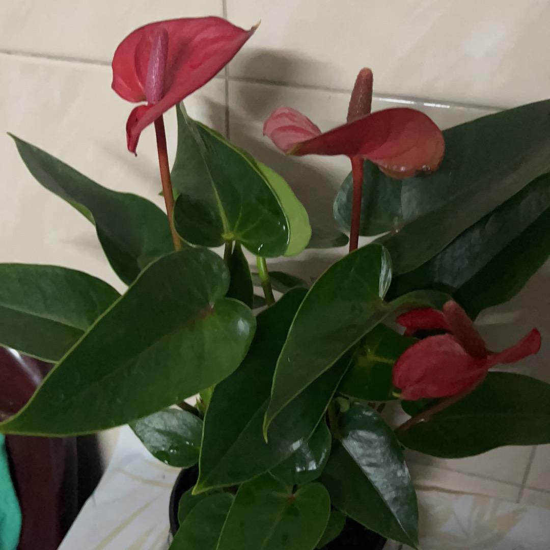 1103156118阳光明媚