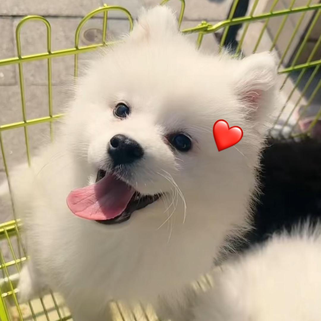 爱萌宠·宠物店之重生我在达州直播卖🐶版