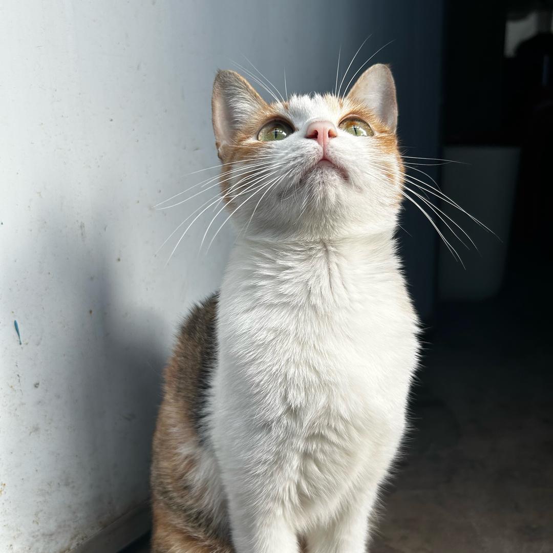 暴躁老奶大战奥特曼只为夺回两万八的假牙