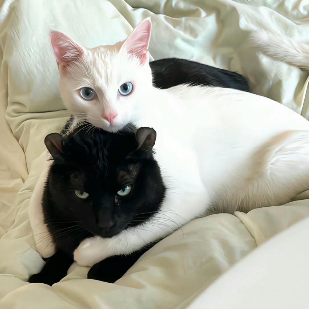 羊司令海鲜烤肉